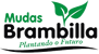 Mudas Brambilla